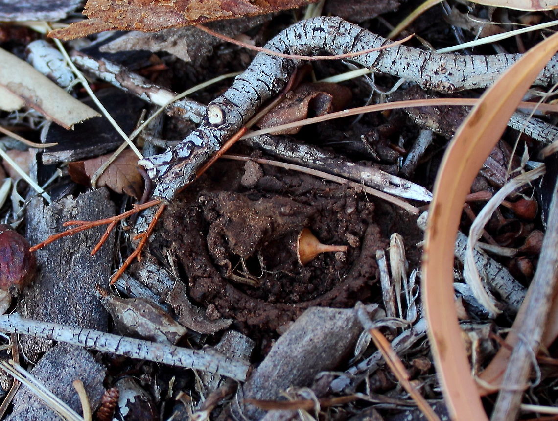 Adelaide Trap Door Spider - Trap Door Closed I had to search a while to find this one.<br />
The doors get bigger than this, so I guess we have a "teen age" spider. Adelaide Trap Door Spider,Adelaide trapdoor spider,Blakistonia aurea