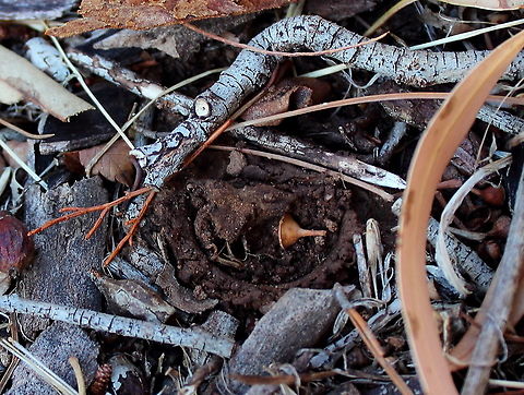 Adelaide Trap Door Spider - Trap Door Closed I had to search a while to find this one.
The doors get bigger than this, so I guess we have a "teen age" spider. Adelaide Trap Door Spider,Adelaide trapdoor spider,Blakistonia aurea