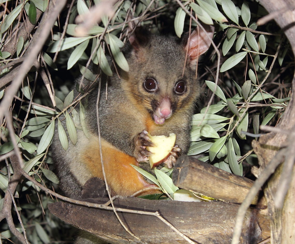 Brush Tail Possum with Joey in Pouch This girl is getting pretty heavy, her joey should emerge pretty soon and then I&#039;ll try to snap a photo of a two headed possum!! Very cute!<br />
She is sitting in one of my olive trees in my back yard, another possum lurking in the back ground (not in shot). The elder females certainly seem to hold the sway though. Common brushtail possum,Trichosurus vulpecula,adelaide,brush tail possum,joey,south australia