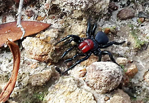 Red Headed Mouse Spider Walking in the Adelaide Hills today (6 May '20) when we came across this rather impressive spider.
Fine day, broad day light! These males are not shy!
They are a kind of trap door spider and as a kid I fished one out with a grass stem - I was surprised!
Apologies for the photo quality, I had my mobile phone. Adelaide,Missulena occatoria,Red Headed Mouse Spider,Red-headed mouse spider,trap door,trap door spider