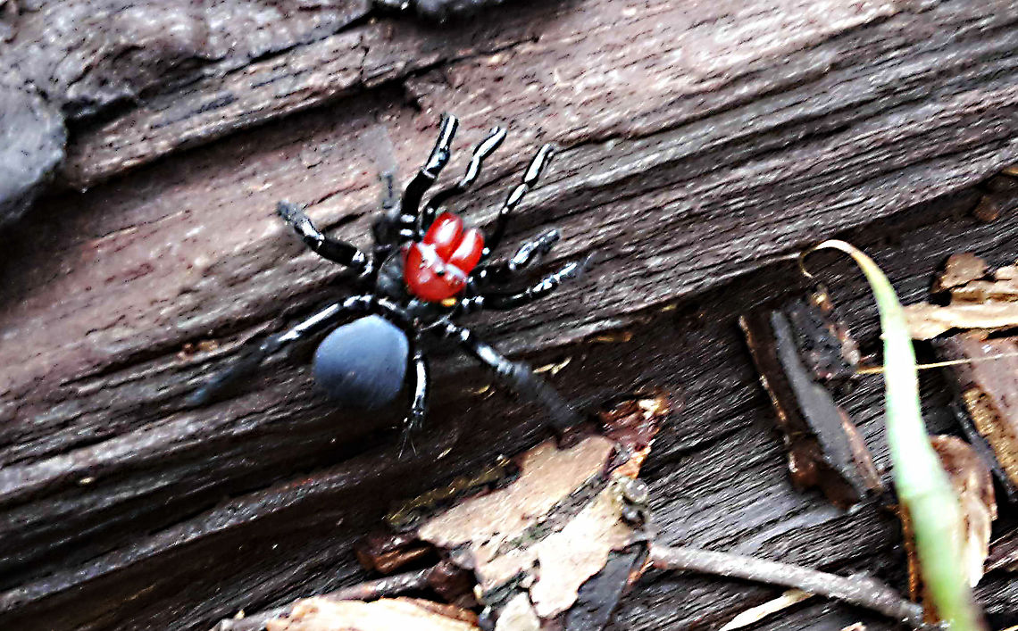 Red Headed Mouse Spider 15Jun2020 After a couple of days of nice rains and heavy fog on the hills in the morning, met this guy as walking back down Horsnells Gully. Apologies for the quality - my S5Mini...<br />
Took a vid:<br />
<section class="video"><iframe width="448" height="282" src="https://www.youtube-nocookie.com/embed/5TmHDhGp1C0?hd=1&autoplay=0&rel=0" frameborder="0" allowfullscreen></iframe></section> Horsnells Gully,Missulena occatoria,Red Headed Mouse Spider,Red-headed mouse spider