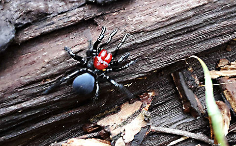 Red Headed Mouse Spider 15Jun2020 After a couple of days of nice rains and heavy fog on the hills in the morning, met this guy as walking back down Horsnells Gully. Apologies for the quality - my S5Mini...
Took a vid:
https://youtu.be/5TmHDhGp1C0 Horsnells Gully,Missulena occatoria,Red Headed Mouse Spider,Red-headed mouse spider