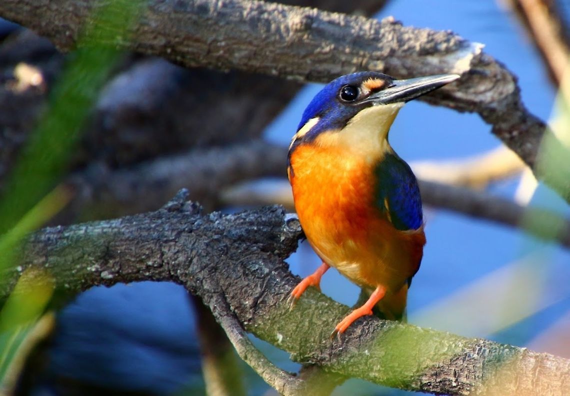 Azure Kingfisher - Ceyx azureus  Alcedo azurea,Australia,Azure kingfisher,Geotagged