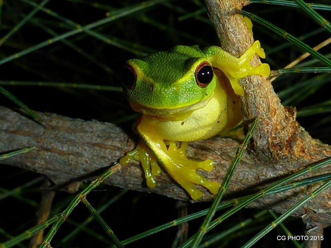 Graceful Treefrog - Litoria gracilenta The Graceful Treefrog is bright green with yellow slides, belly and feet. The eyes are orange and are marked above by a pale stripe or `eyebrow&rsquo; that runs forward to the tip of the snout. This species grows to 45 mm. Australia,Dainty green tree frog,Geotagged,Litoria gracilenta