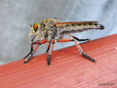 Robber Fly - Promachus hinei The Robber Flies are air hunter. They also known as an Assassin Fly and Bee Killer. They have strong legs which can catch prey on flight. They are medium to large size flies with large eyes and necked head. They are active predators on flying insects, unselective in prey species. They even prey on web weaving spiders. Their mouth parts are the triangular proboscis which insert into prey and suck the juice. Most Robust flies are with noticeable "beard" of setae around the face. It is believed that they serve as protection to their face from damage by their prey. Australia,Geotagged