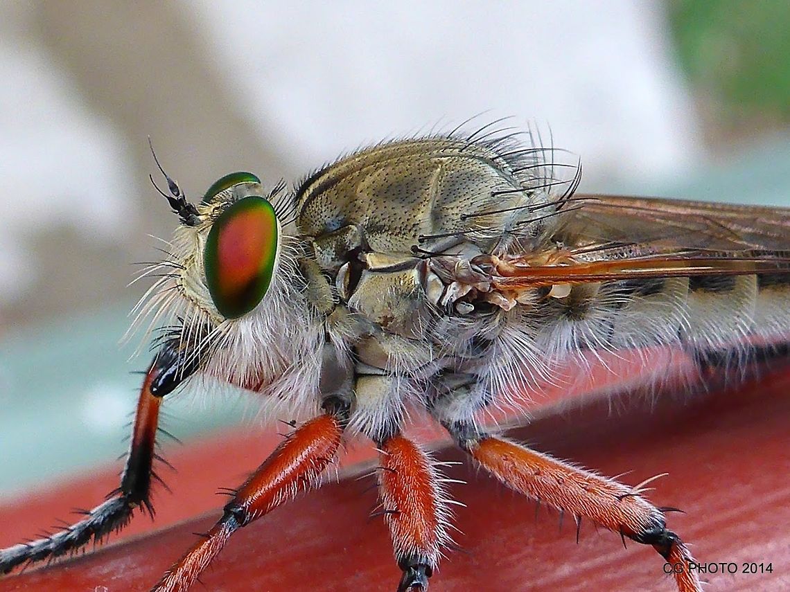 Robber Fly The Robber Flies are air hunter. They also known as an Assassin Fly and Bee Killer. They have strong legs which can catch prey on flight. They are medium to large size flies with large eyes and necked head. They are active predators on flying insects, unselective in prey species. They even prey on web weaving spiders. Their mouth parts are the triangular proboscis which insert into prey and suck the juice. Most Robust flies are with noticeable "beard" of setae around the face. It is believed that they serve as protection to their face from damage by their prey. Assassin Fly,Australia,Geotagged
