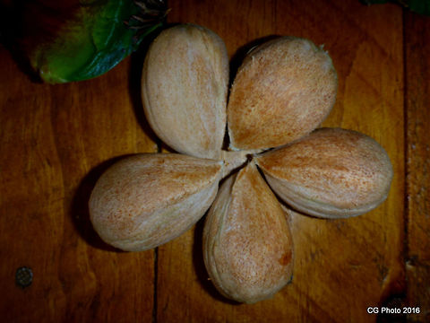 Bunya Nut Seeds  Araucaria bidwillii,Australia,Bunya pine,Geotagged,Summer