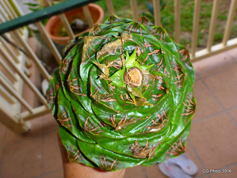 Bunya Nut The bunya tree (Araucaria bidwillii) is the last surviving species in the world of the section bunya of the genus araucaria. Bunya nuts were a traditional food of the Australian aboriginal people in a limited area of rainforest, predominantly in South-East Queensland and especially in part of the Great Dividing Range now known as the Bunya Mountains National Park. This reserve is considered to be a very sacred place by the aborigines. The nuts mature in summer and aborigines travelled long distances to feast on the nuts, suspending any hostilities and engaging in major trading, bartering and marriage arrangements and in some years, with an exceptional harvest, the festivities ran for several months. Araucaria bidwillii,Australia,Bunya pine,Geotagged,Summer
