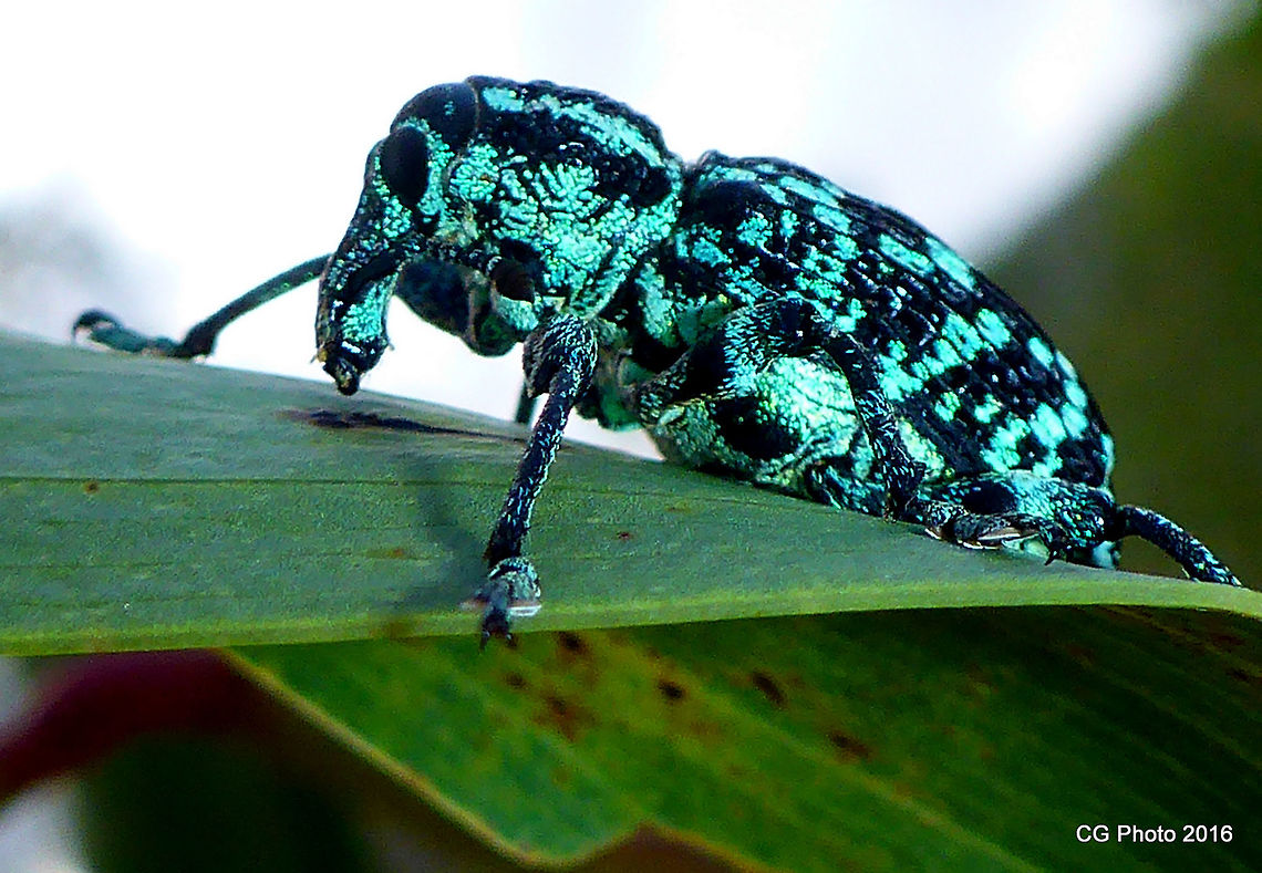 Sapphire Weevil - Chrysolopus spectabilis The weevil is black with a pattern of iridescent green markings. There is a pale greenish stripe running along the back. The underside is greenish. Other Names .. Botany Bay Weevil, Botany Bay Diamond Weevil,<br />
The Botany Bay Weevil is found in eastern Australia and has been recorded in Queensland, New South Wales, Victoria and South Australia. Weevil larvae feed on the roots of Acacia plants while adults feed on young twigs and foliage. They can be a pest on Acacias.<br />
<br />
Notes:<br />
The Botany Bay Weevil was first collected at Botany Bay during Cook's voyage of discovery in 1770 and was the first Australian insect to be scientifically described. Australia,Chrysolopus spectabilis,Geotagged,Summer