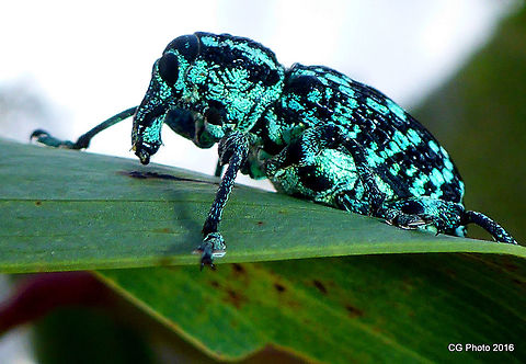Sapphire Weevil - Chrysolopus spectabilis The weevil is black with a pattern of iridescent green markings. There is a pale greenish stripe running along the back. The underside is greenish. Other Names .. Botany Bay Weevil, Botany Bay Diamond Weevil,
The Botany Bay Weevil is found in eastern Australia and has been recorded in Queensland, New South Wales, Victoria and South Australia. Weevil larvae feed on the roots of Acacia plants while adults feed on young twigs and foliage. They can be a pest on Acacias.

Notes:
The Botany Bay Weevil was first collected at Botany Bay during Cook's voyage of discovery in 1770 and was the first Australian insect to be scientifically described. Australia,Chrysolopus spectabilis,Geotagged,Summer
