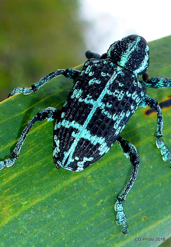 Sapphire Weevil - Chrysolopus spectabilis The Botany Bay Weevil is found in eastern Australia and has been recorded in Queensland, New South Wales, Victoria and South Australia. Weevil larvae feed on the roots of Acacia plants while adults feed on young twigs and foliage. They can be a pest on Acacias.<br />
<br />
Notes:<br />
The Botany Bay Weevil was first collected at Botany Bay during Cook&#039;s voyage of discovery in 1770 and was the first Australian insect to be scientifically described. Australia,Chrysolopus spectabilis,Geotagged,Summer