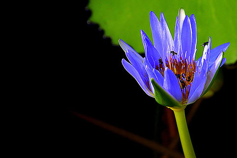 Water lily, or Waterlily (Nymphaea sp.) A common water plant that can be seen in ponds and water ways throughout tropical Australia. Australia,Geotagged,Nymphaea sp,Queensland,Summer,Waterlily,water lily,waterlily