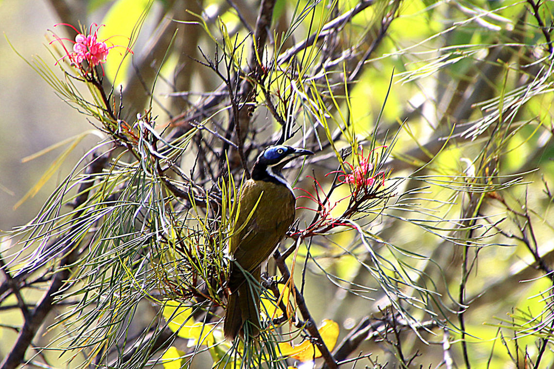 Blue Faced Honey Eater - Entomyzon cyanotis The Blue-faced Honeyeater is a large black, white and golden olive-green honeyeater with striking blue skin around the yellow to white eye. The crown, face and neck are black, with a narrow white band across the back of the neck. The upperparts and wings are a golden olive green, and the underparts are white, with a grey-black throat and upper breast. The blue facial skin is two-toned, with the lower half a brilliant cobalt blue. Juvenile birds are similar to the adults but the facial skin is yellow-green and the bib is a lighter grey. This honeyeater is noisy and gregarious, and is usually seen in pairs or small flocks. It is known as the Banana-bird in tropical areas, for its habit of feeding on banana fruit and flowers. Australia,Bird,Blue-faced Honeyeater,Entomyzon cyanotis,Geotagged,Queensland,Summer,Winter