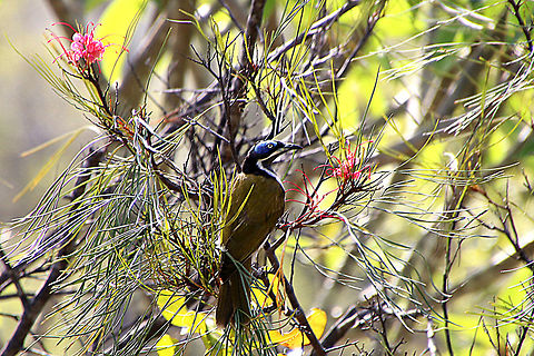 Blue Faced Honey Eater - Entomyzon cyanotis The Blue-faced Honeyeater is a large black, white and golden olive-green honeyeater with striking blue skin around the yellow to white eye. The crown, face and neck are black, with a narrow white band across the back of the neck. The upperparts and wings are a golden olive green, and the underparts are white, with a grey-black throat and upper breast. The blue facial skin is two-toned, with the lower half a brilliant cobalt blue. Juvenile birds are similar to the adults but the facial skin is yellow-green and the bib is a lighter grey. This honeyeater is noisy and gregarious, and is usually seen in pairs or small flocks. It is known as the Banana-bird in tropical areas, for its habit of feeding on banana fruit and flowers. Australia,Bird,Blue-faced Honeyeater,Entomyzon cyanotis,Geotagged,Queensland,Summer,Winter
