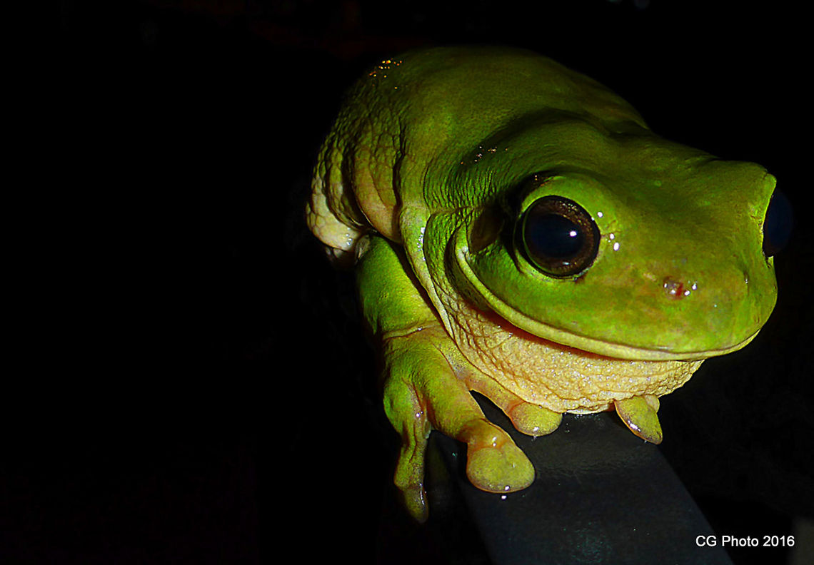 Green Tree Frog - Litoria caerulea Alternate Names: White&#039;s Treefrog, Common Treefrog, Green Treefrog. The common green treefrog is a large, robust frog with moderately sized legs. Males grow up to 90 mm, and females to 113 mm. It is usually bright green with golden eyes, sometimes with white spots on sides and back. Like all tree frogs, they have large flat discs on fingers and toes to help with climbing. Australia,Australian green tree frog,Common Treefrog,Geotagged,Green Treefrog,Litoria caerulea,Queensland,Summer,White's Treefrog