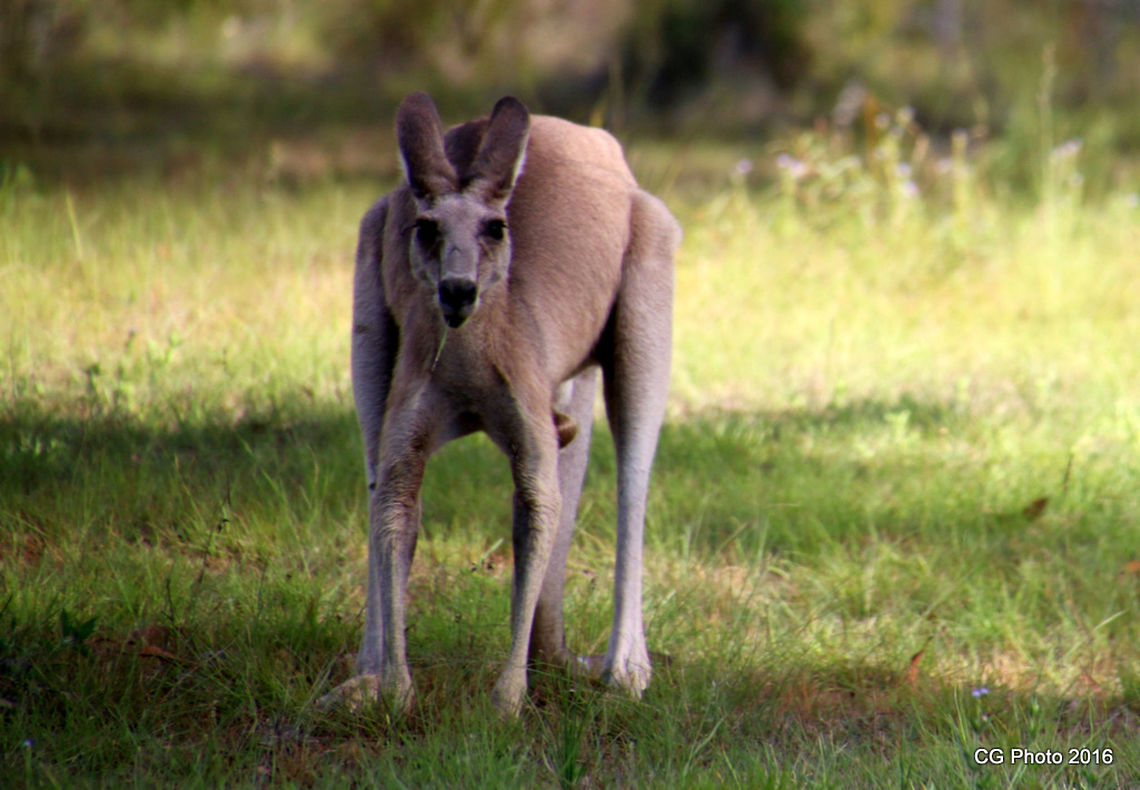 Eastern Grey Kangaroo - Macropus giganteus Description:<br />
<br />
The Eastern Grey Kangaroo is an iconic marsupial mammal. They live in mobs of 10 or more in a home range of up to 5km in eastern Australia.<br />
<br />
Habitat:<br />
<br />
They are found in habitats ranging from semi-arid mallee scrub through to woodlands, some farmland areas with remnant vegetation and forest. They tend to favour denser scrubs and forests Australia,Eastern grey kangaroo,Geotagged,Macropus giganteus,Summer