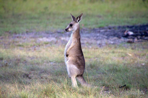 Eastern Grey Kangaroo - Macropus giganteus  Australia,Eastern grey kangaroo,Geotagged,Macropus giganteus,Summer