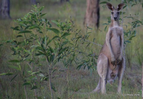 Eastern Grey Kangaroo - Macropus giganteus  Australia,Eastern grey kangaroo,Geotagged,Macropus giganteus,Summer