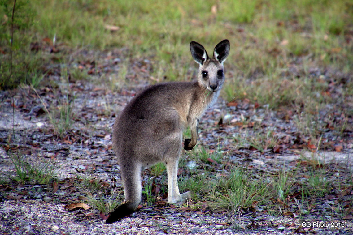 Eastern Grey Kangaroo - Macropus giganteus  Australia,Eastern grey kangaroo,Geotagged,Macropus giganteus,Summer