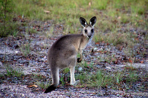 Eastern Grey Kangaroo - Macropus giganteus  Australia,Eastern grey kangaroo,Geotagged,Macropus giganteus,Summer