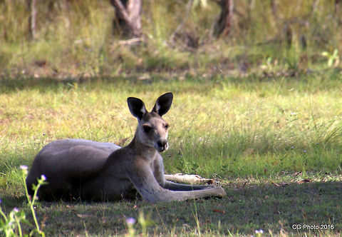 Eastern Grey Kangaroo - Macropus giganteus  Australia,Eastern grey kangaroo,Geotagged,Macropus giganteus,Summer