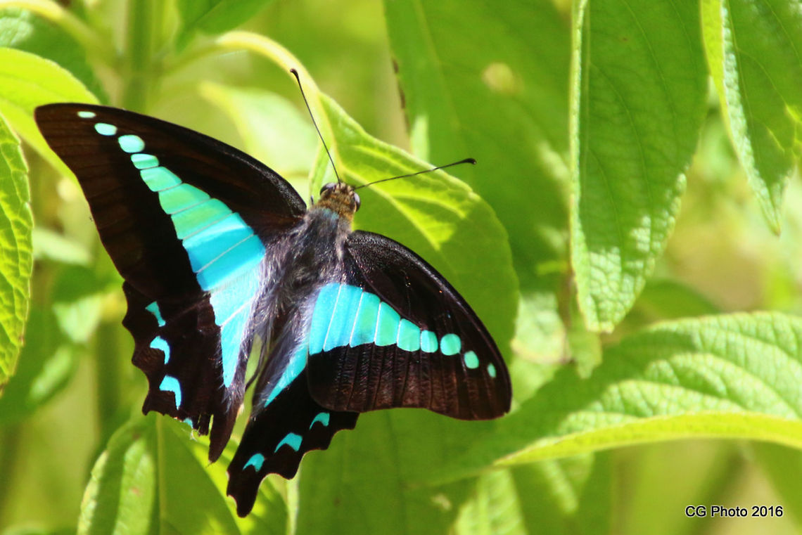 Blue Triangle Butterfly - Graphium sarpedon Blue Triangle butterflies fly very fast and are seldom at rest. When they are feeding on flowers, their wings are held vertically and constantly vibrate.<br />
Habitat:<br />
The Blue Triangle caterpillar foodplants are mainly belong to laurel family (Lauraceae) such as camphor laurel Cinnamomum camphora. The early instars stages of the caterpillar usually found feeding on the leaf bottom side, which the small caterpillar has the same colour as the leaf bottom.<br />
Notes:<br />
Camphor Laurel is an introduced species and adapted by the Blue Triangle as their host plant. The plant is toxic to humans and considered as serious weed. Camphor Laurel can be found near creek as a dense large tree. Australia,Common Bluebottle,Geotagged,Graphium sarpedon,Summer
