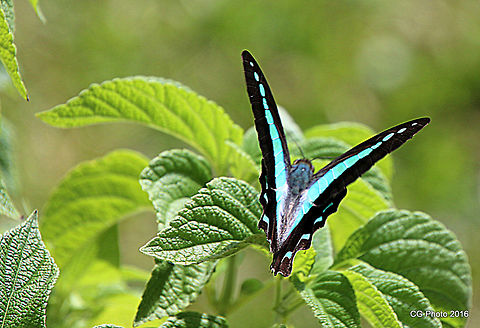 Blue Triangle Butterfly - Graphium sarpedon Blue Triangle butterflies fly very fast and are seldom at rest. When they are feeding on flowers, their wings are held vertically and constantly vibrate.  Habitat:  The Blue Triangle caterpillar foodplants are mainly belong to laurel family (Lauraceae) such as camphor laurel Cinnamomum camphora. The early instars stages of the caterpillar usually found feeding on the leaf bottom side, which the small caterpillar has the same colour as the leaf bottom.  Notes:  Camphor Laurel is an introduced species and adapted by the Blue Triangle as their host plant. The plant is toxic to humans and considered as serious weed. Camphor Laurel can be found near creek as a dense large tree. Australia,Common Bluebottle,Geotagged,Graphium sarpedon,Summer