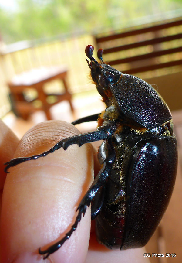 Rhinoceros Beetle - Xylotrupes gideon <figure class="photo"><a href="https://www.jungledragon.com/image/36384/rhinoceros_beetle_-_xylotrupes_gideon.html" title="Rhinoceros Beetle - Xylotrupes gideon"><img src="https://s3.amazonaws.com/media.jungledragon.com/images/2766/36384_thumb.JPG?AWSAccessKeyId=05GMT0V3GWVNE7GGM1R2&Expires=1769040010&Signature=JzyF%2BhcWGr%2BNjAz8xpETvser5D4%3D" width="200" height="150" alt="Rhinoceros Beetle - Xylotrupes gideon Female. Australia,Geotagged,Summer,Xylotrupes gideon" /></a></figure>  Australia,Geotagged,Summer,Xylotrupes gideon