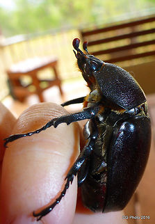 Rhinoceros Beetle - Xylotrupes gideon http://www.jungledragon.com/image/36384/rhinoceros_beetle_-_xylotrupes_gideon.html  Australia,Geotagged,Summer,Xylotrupes gideon