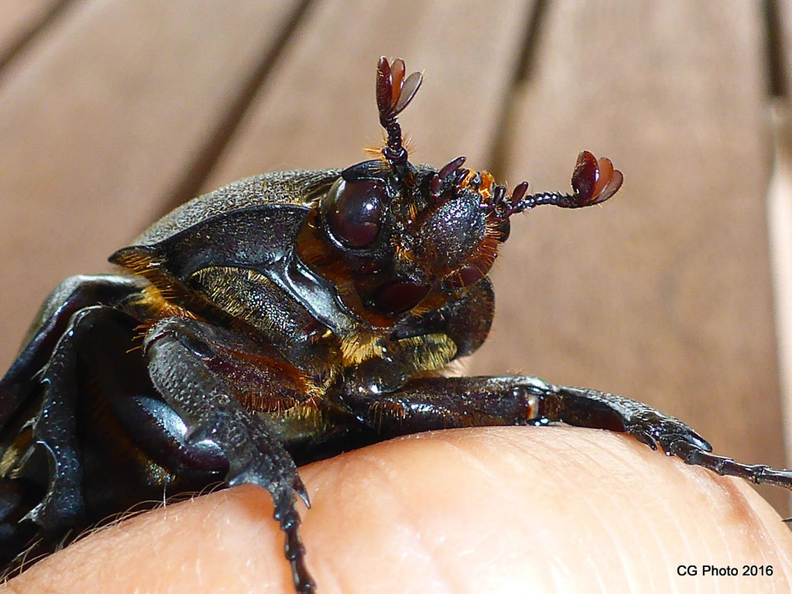 Rhinoceros Beetle - Xylotrupes gideon Female. Australia,Geotagged,Summer,Xylotrupes gideon