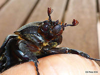 Rhinoceros Beetle - Xylotrupes gideon Female. Australia,Geotagged,Summer,Xylotrupes gideon