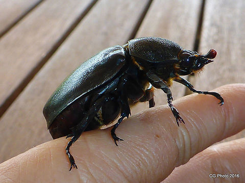Rhinoceros Beetle - Xylotrupes gideon  Australia,Geotagged,Summer,Winter,Xylotrupes gideon