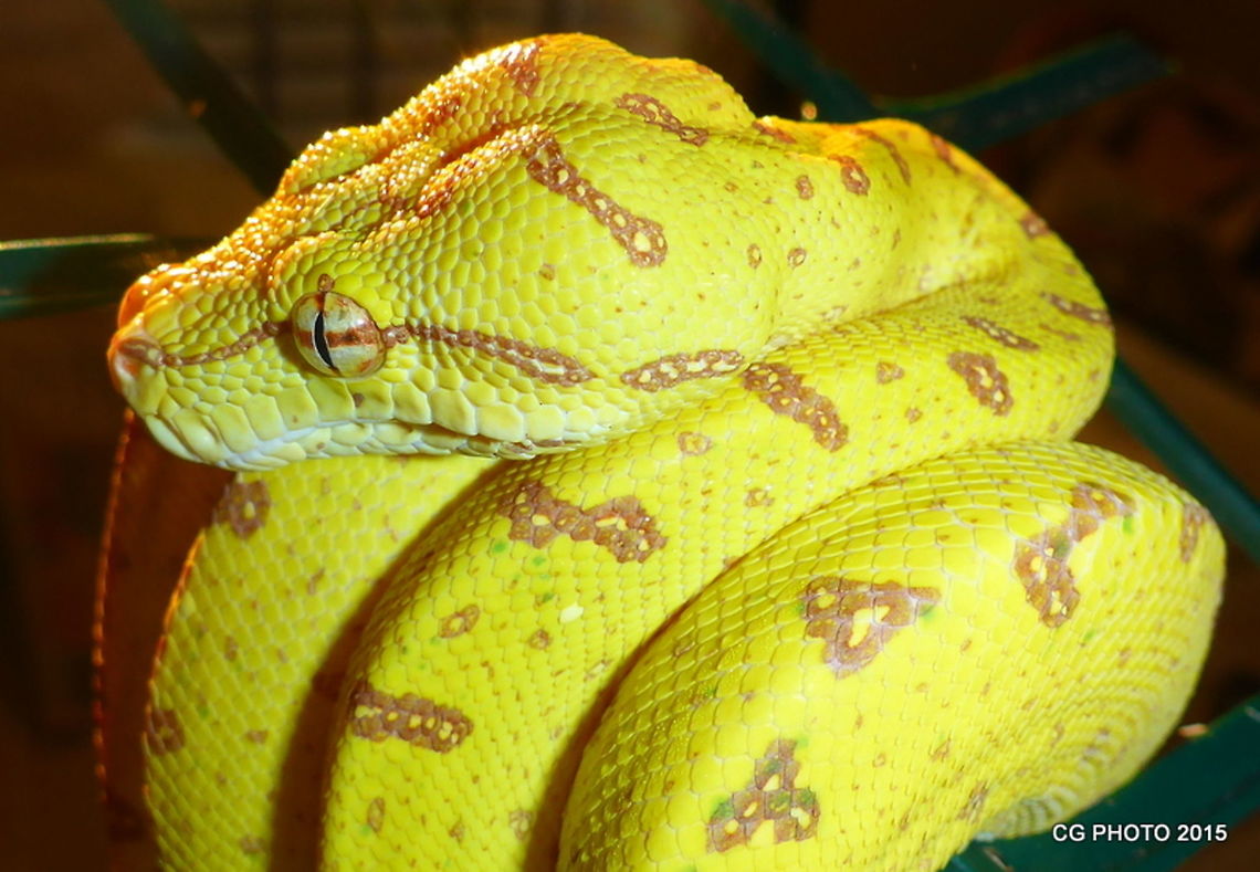 Green Tree Python  - Morelia viridis  Australia,Geotagged,Green tree python,Morelia viridis,Winter