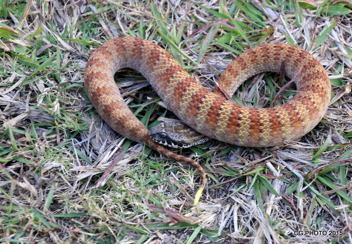 Common Death Adder - Acanthophis antarcticus  Acanthophis antarcticus,Australia,Common death adder,Geotagged,Winter