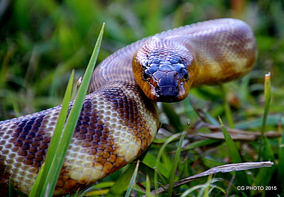 Woma Python  Aspidites ramsayi,Australia,Geotagged,Winter,Woma Python