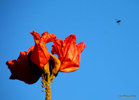 African Tulip Tree - Spathodea campanulata  Australia,Geotagged,Spathodea,Spathodea campanulata,Summer