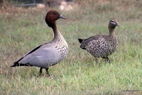 Australian Wood Duck The Australian Wood Duck is a medium-sized 'goose-like' duck with a dark brown head and a pale grey body with two black stripes along the back. Males have the darker head and a small dark mane, with a speckled brown-grey breast and a black lower belly and undertail. The females have a paler head with two white stripes, above and below the eye, a speckled breast and flanks, with a white lower belly and undertail. In flight, the wings are pale grey above, contrasting with black wingtips, and have a noticeable white bar on the underside (the secondaries). They walk easily on land and may be seen perching on logs and in trees. They will only take to open water when disturbed. This species is also known as the Maned Duck or the Maned Goose. Australia,Australian Wood Duck,Chenonetta jubata,Geotagged,Summer
