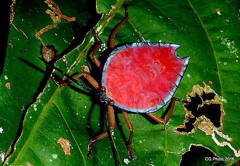 Lychee Stink Bug (Nymph) Feeding on Lychee Trees and other fruit trees, but can be found on other trees too.
Found in the wet tropics in FNQ .. This bug is around 1.5 cm long.
http://bie.ala.org.au/species/Litchi+Stink+Bug  Australia,Geotagged,Lychee Stink Bug,Lyramorpha rosea,Summer