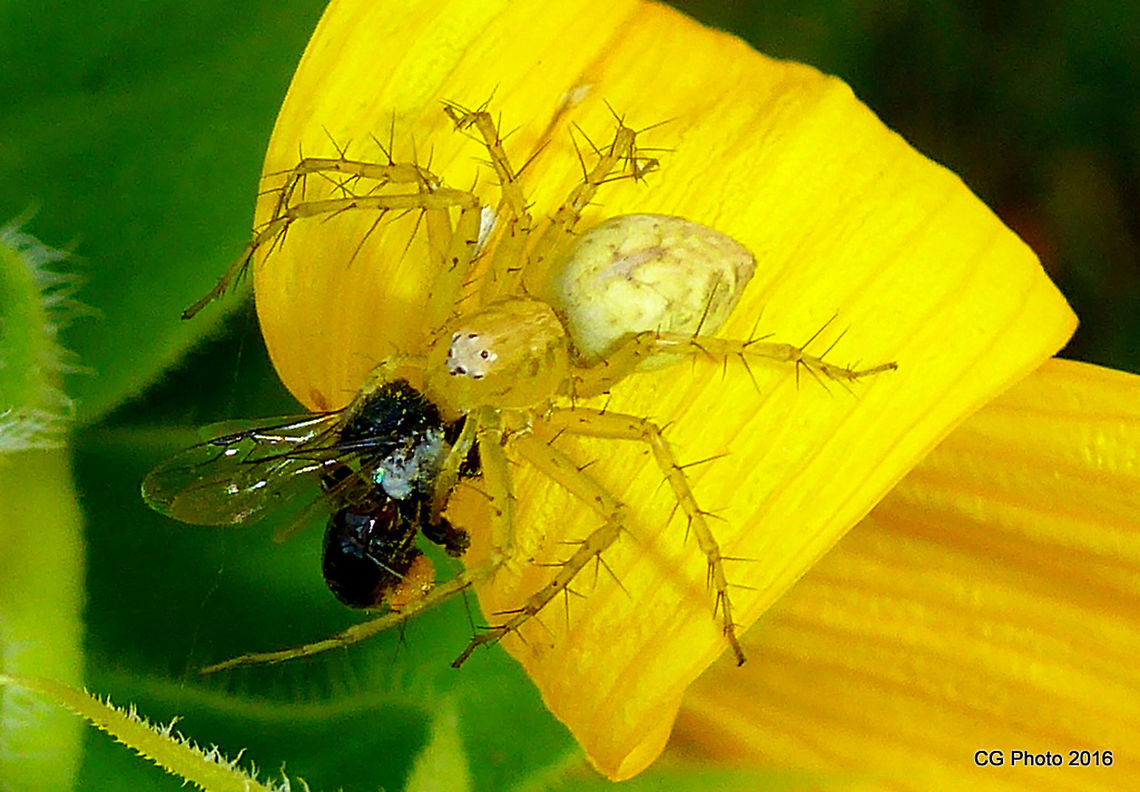 Lynx Spider having Lunch  <br />
Yellow Lynx Spider - Oxyopes variabilis<br />
<a href="http://www.brisbaneinsects.com/brisbane_spiders/YellowLynxSpider.htm" rel="nofollow">http://www.brisbaneinsects.com/brisbane_spiders/YellowLynxSpider.htm</a> Australia,Geotagged,Oxyopes punctatus,Oxyopes variabilis,Summer,Yellow Lynx Spider