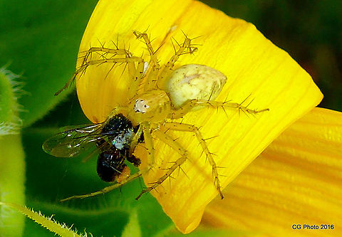 Lynx Spider having Lunch  
Yellow Lynx Spider - Oxyopes variabilis
http://www.brisbaneinsects.com/brisbane_spiders/YellowLynxSpider.htm Australia,Geotagged,Oxyopes punctatus,Oxyopes variabilis,Summer,Yellow Lynx Spider