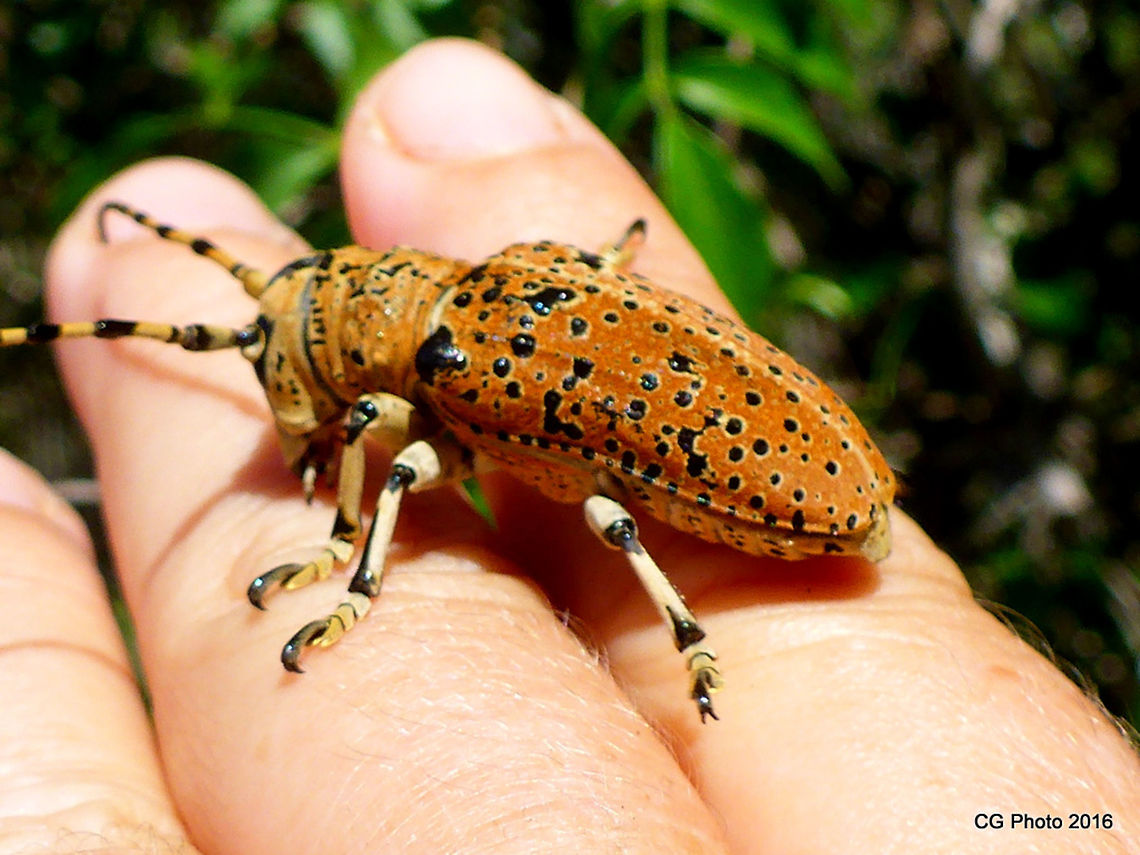 Acacia Longicorn Beetle Penthea pardalis<br />
<a href="http://www.brisbaneinsects.com/brisbane_longicorns/AcaciaLongicorn2.htm" rel="nofollow">http://www.brisbaneinsects.com/brisbane_longicorns/AcaciaLongicorn2.htm</a> Australia,Geotagged,Penthea pardalis,Summer