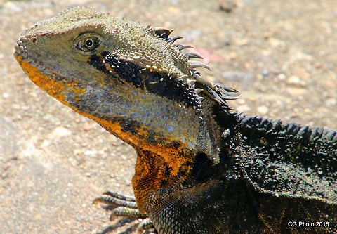 Water Dragon Boss..  Australia,Geotagged,Physignathus lesueurii,Summer,Water dragon