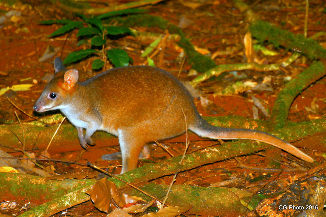 Red-legged Pademelon - Thylogale stigmatica  Australia,Geotagged,Red-legged pademelon,Summer,Thylogale stigmatica