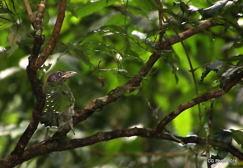 Green Catbird - Ailuroedus crassirostris These well camouflaged birds form monogamous pair bonds, sustained by the male feeding the female. They call to establish each other's whereabouts with a strange cat-like 'heer I aar', which is also said to resemble the sound of a crying baby. The male/female bond is maintained by the duet call as well as the by the male bringing food gifts to his mate and helping to rear the nestlings. An active and wary bird, they are omnivorous and are known to feed on other birds. Ailuroedus crassirostris,Australia,Geotagged,Green Catbird,Summer