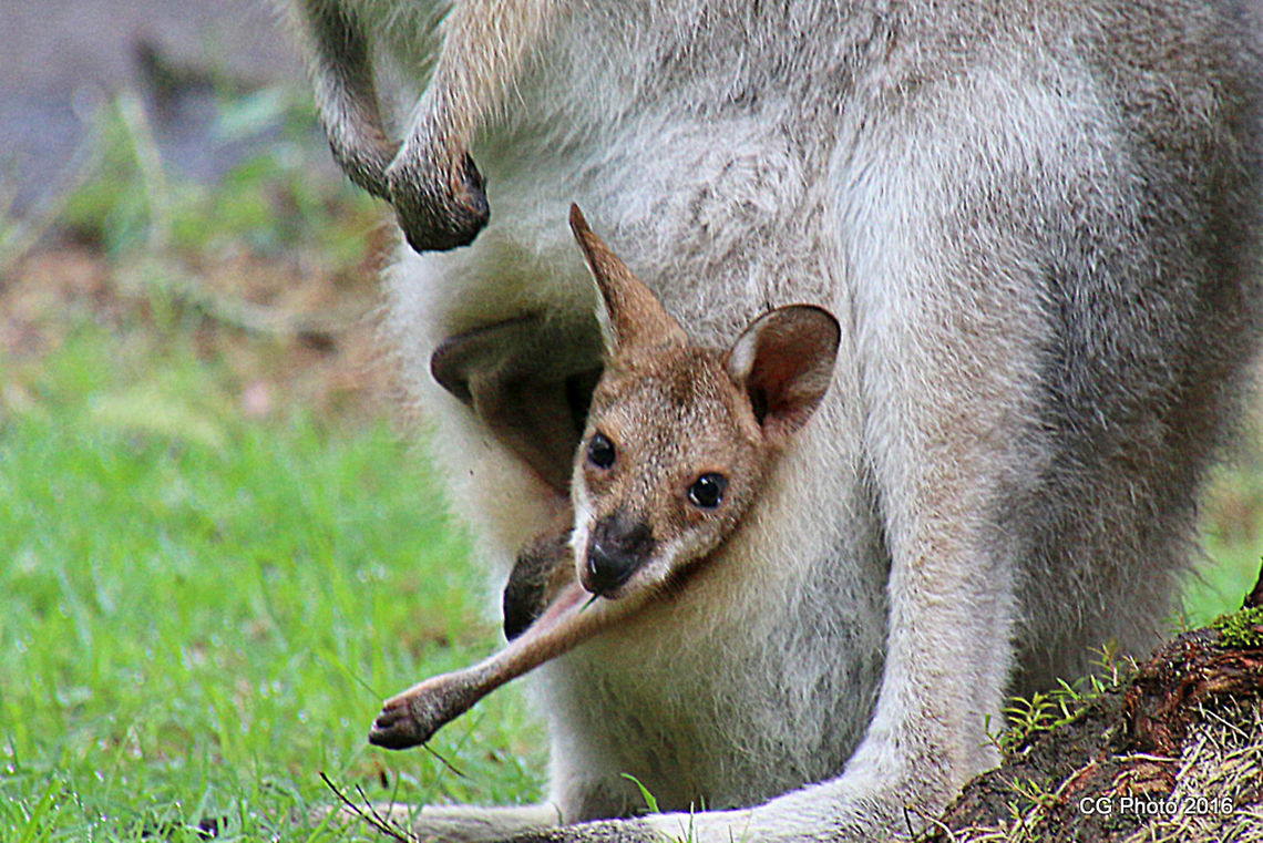 Whiptail Wallaby - Macropus parryi  Australia,Geotagged,Macropus parryi,Summer,Whiptail wallaby
