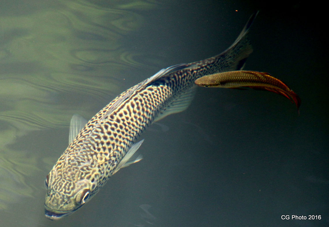Jungle Perch Kuhlia rupestris  Australia,Geotagged,Kuhlia rupestris,Summer