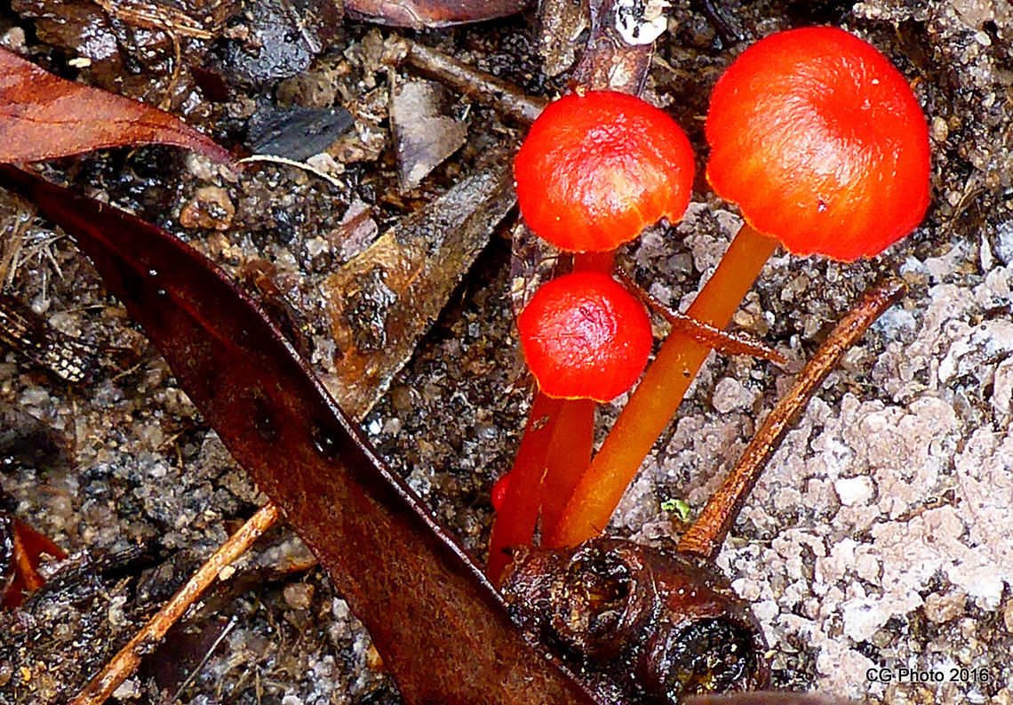 Vermillion Waxcap Hygrocybe miniata  Australia,Geotagged,Hygrocybe miniata,Summer,Vermilion waxcap