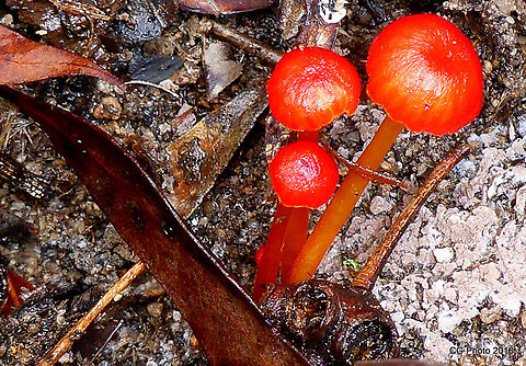 Vermillion Waxcap Hygrocybe miniata  Australia,Geotagged,Hygrocybe miniata,Summer,Vermilion waxcap