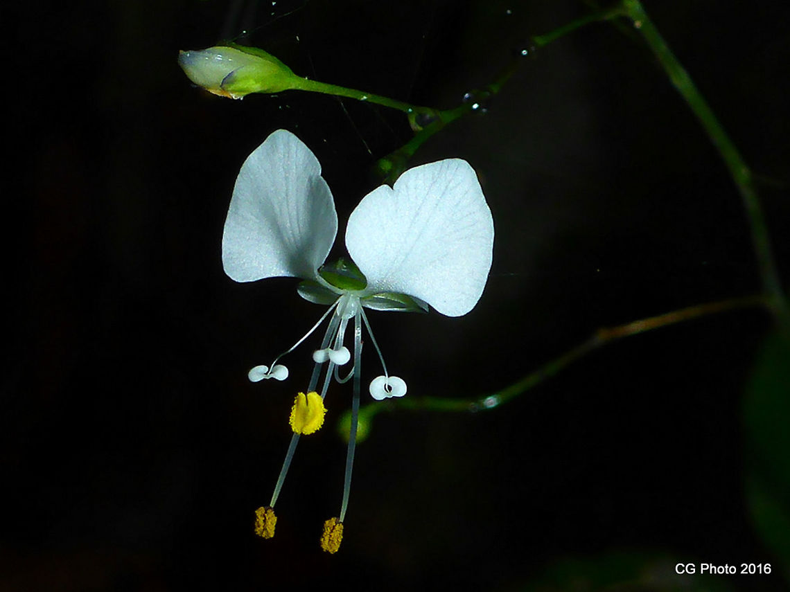Spiderwort - Aneilema acuminatum  Aneilema acuminatum,Australia,Geotagged,Summer