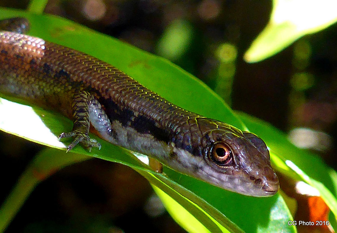 Pale-lipped Shade Skink - Saproscincus basiliscus <a href="http://www.arod.com.au/arod/reptilia/Squamata/Scincidae/Saproscincus/basiliscus" rel="nofollow">http://www.arod.com.au/arod/reptilia/Squamata/Scincidae/Saproscincus/basiliscus</a>  Australia,Geotagged,Pale-lipped shadeskink,Saproscincus basiliscus,Summer